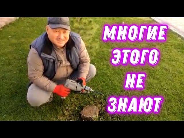 Как убрать пень с огорода / с помощью селитры / пень / #video #сад #огород #пень  #селитра