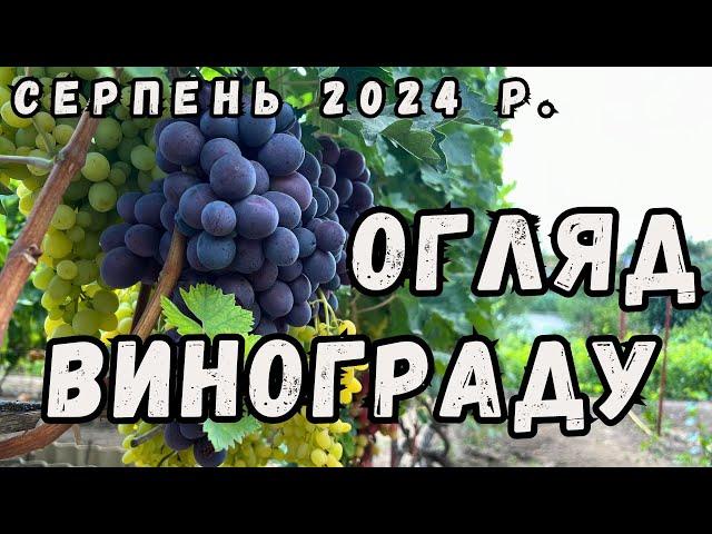 Огляд винограду серпень 2024 р.