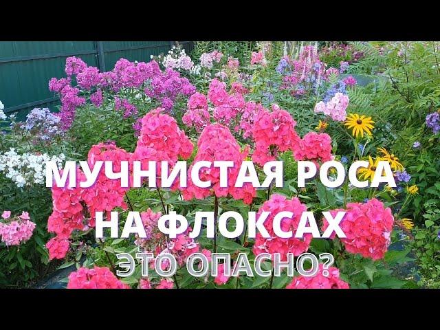 Мучнистая роса на флоксах. Что делать и как с ней бороться?