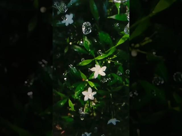 Wait for the fake rain ️ | Rain video ideas #shorts