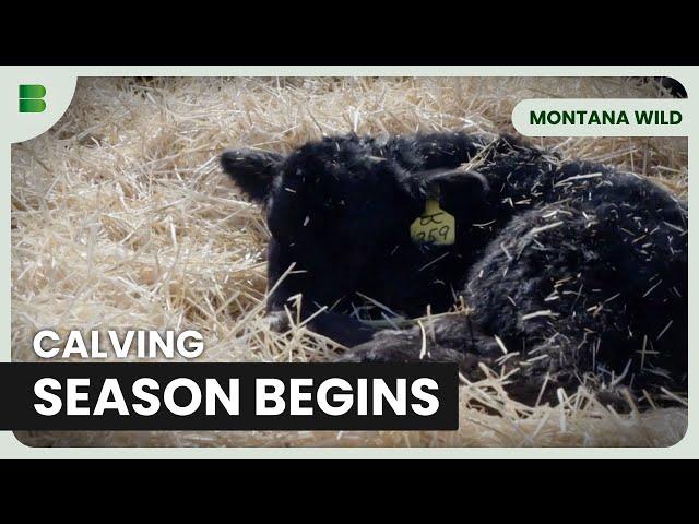 The Beginning of Calving Season! - Montana Wild - Documentary