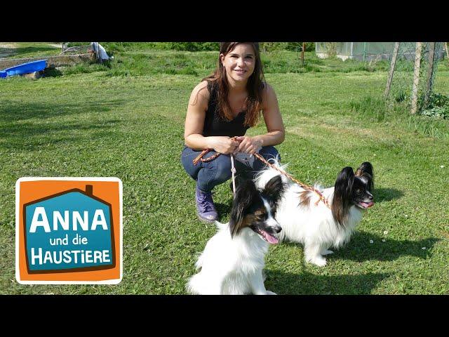 Papillon | Information für Kinder | Anna und die Haustiere