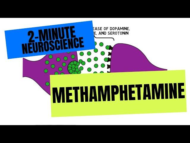 2-Minute Neuroscience: Methamphetamine