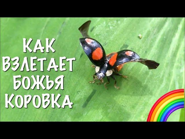 Божья Коровка взлетает.Чудесные насекомые