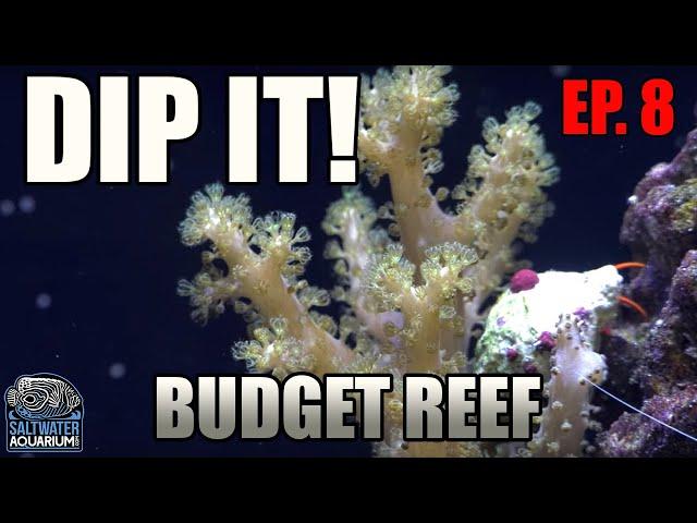 Dipping Your CORALS - How to Avoid Reef Tank Pests - Beginner Budget Reef Tank