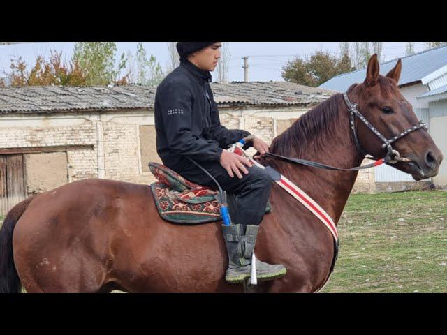 ЧАГЫЛГАН  өтө  арзан баада Чыкты Сураганга берем дейт