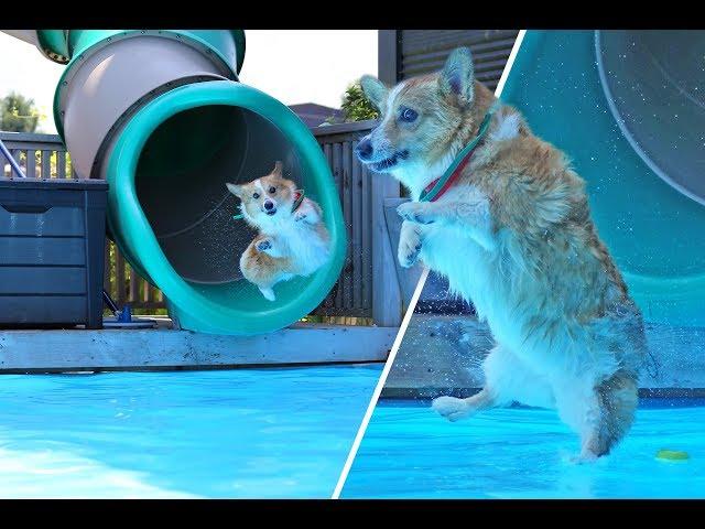 It's summer!  time to swim - SAMCORGI