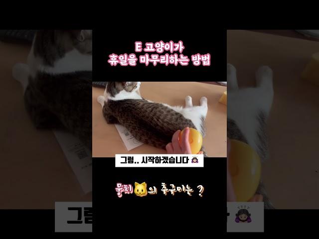 #외향고양이 #개냥이 #고양이브이로그 #길고양이 #뭉치와숭이 #길냥이입양 #서강대메리홀고양이 #뭉숭이네