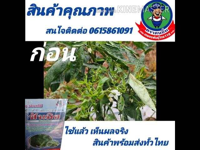 หมดปัณหาไรขาวในพริก  สนใจสั่งซื้อสินค้าใน  LINE  ID 0861273074