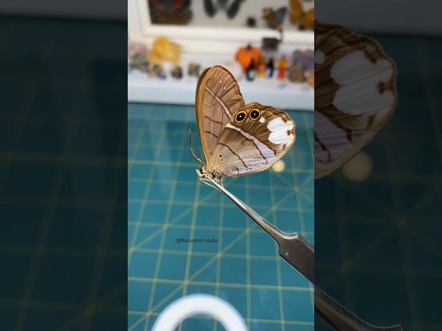 Commonly called the white patched Satyr butterfly in the family Nymphalidae #butterfly #taxidermy