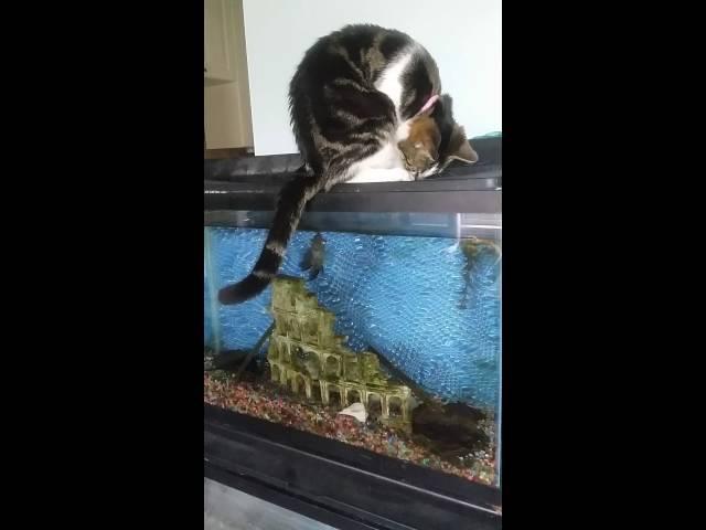 Fish chasing cats tail