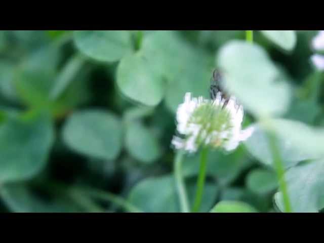 Macro (природа) Valdemar Kapustolyo - Вальдемар Капустолио (Canon 550D)