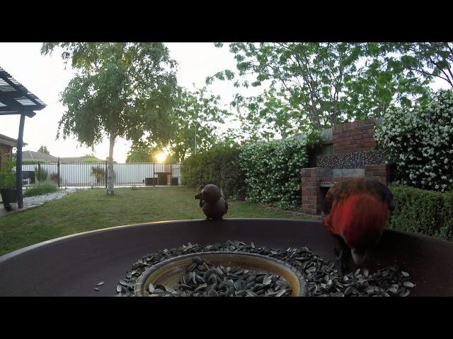 Crimson rosella - backyard birds - ozbirds