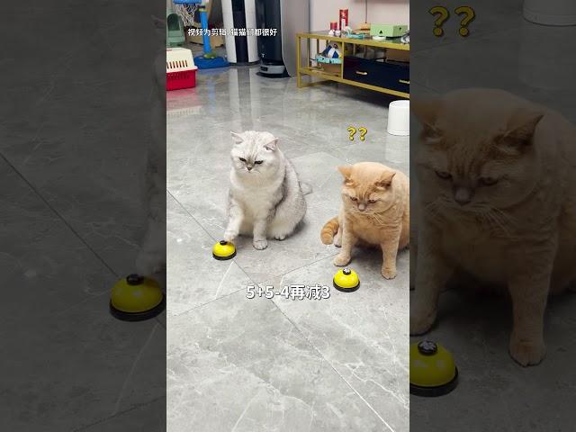 【#乔巴日记】同样都是猫,差距咋就这么大呢?#萌宠成精了 #猫咪 #猫咪的迷惑行为