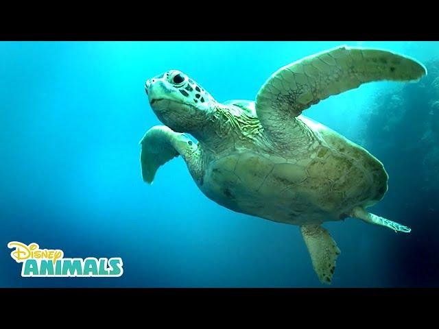 Sea Turtles  | Disney Animals | Disney Junior