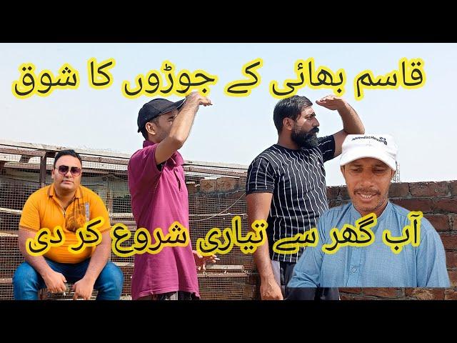 Qasim bhai or babu Bhai ke Ghar ke kabootaro Ka shok|| TALHA PIGEON CLUB||@Sketch By Affan