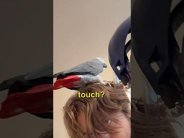 Personal Parrot Equipment (PPE) 