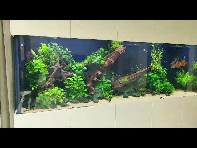 7000 liter Discus Tank - 1 year old