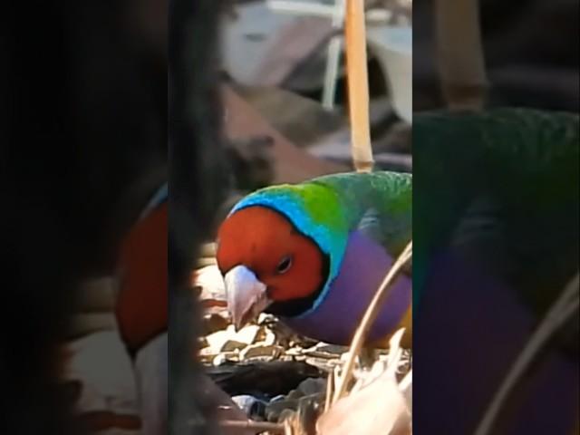 Stunning! Tiny, Rare Australian Bird! #gouldianfinch #birdsofaustralia #birds