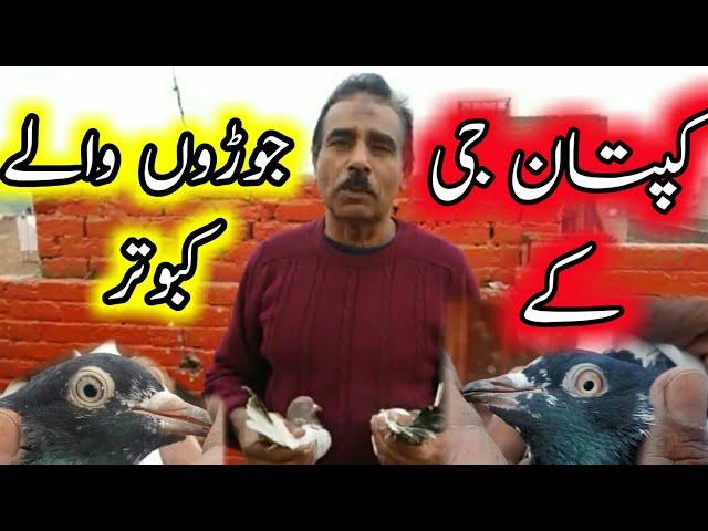 Kaptan Ji ke Best Breeder Kabutar || Kabootar For Sale || Pola G Pigeon Club