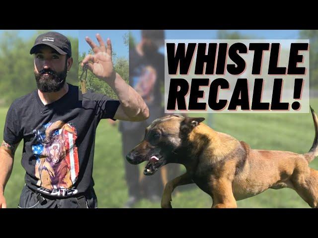 WHISTLE RECALL TRAINING! EVERY DOG SHOULD KNOW THIS!