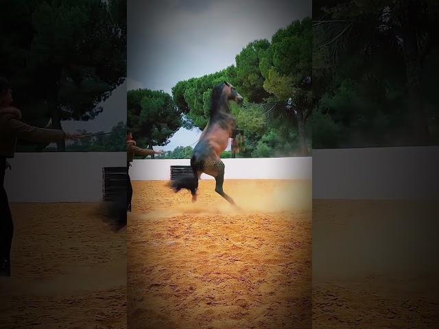 I'm crazy but you like that  #tiktok #equestrian #horse #shorts #edit