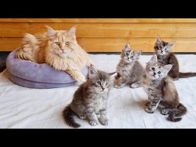 Big Maine Coon Meets Little Kittens!