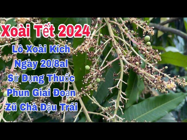 Xoài Tết 2024 Sử Dụng Thuốc Phun Giai Đoạn Zũ Chà Đậu Trái, Lô Xoài Kích 20/8al | VTK.CHANNEL