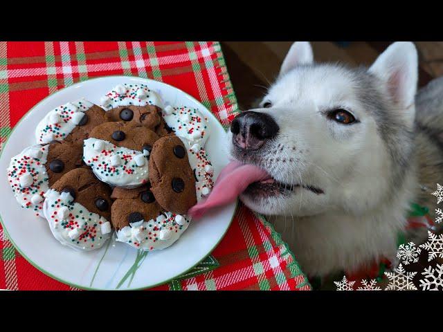 Hot Chocolate Cookies for Dogs  DIY Christmas Dog Treats