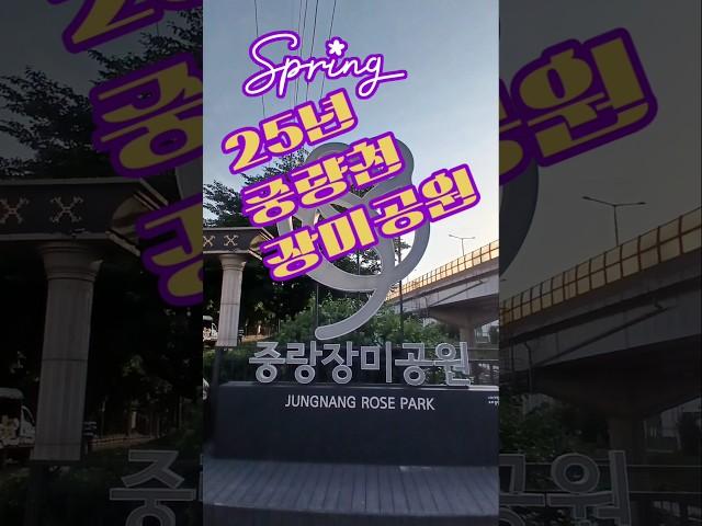 #서울시 중량천 장미공원 축제가 지나고 다녀왔어요 그래도 추억을 남겼습니다 ️