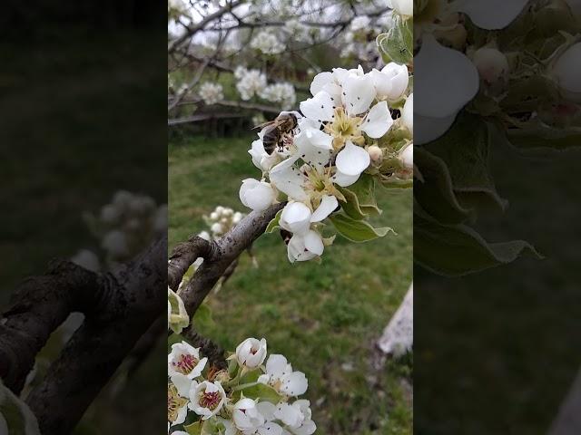 flowering pears