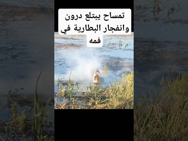 نهاية تمساح عملاق بعد ابتلاعه درون طائر