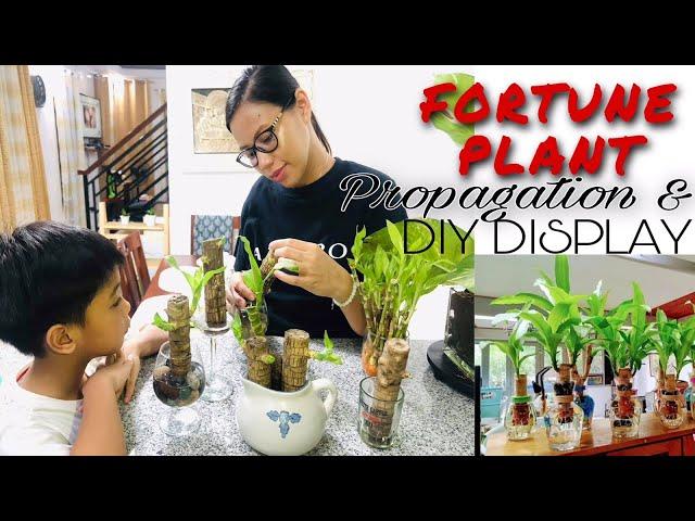 Propagating Fortune Plant with actual result | DIY Display Ideas | Dracaena Fragrans | ZYX Family