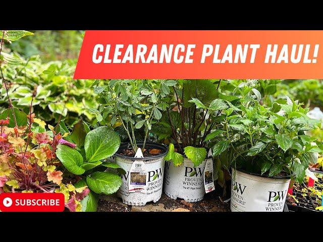 CLEARANCE PROVEN WINNERS PLANTS FROM LOWES | I GOT SOME GOOD STUFF!