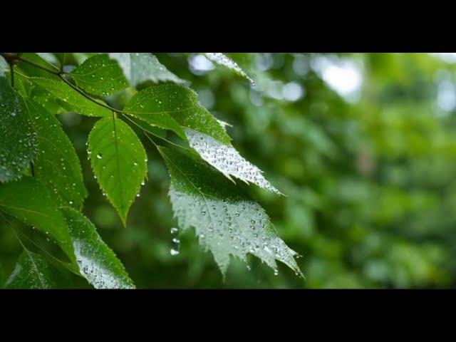 【100% 無廣告】你是喜歡下雨的雨癮者嗎？一起躺聽聽雨聲吧！ ~治癒助眠,白噪音,真實雨聲,學習