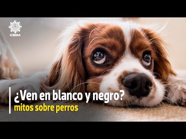 ¿Ven en blanco y negro? Conoce los mitos acerca de los perros