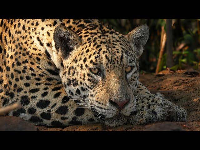 Jaguars & Amazing Wildlife of Brazil's Pantanal | 4K | Brazil | Wild Travel | Robert E Fuller