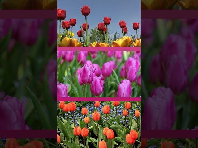 The Science Behind the Vibrant Colors of Tulips #shots