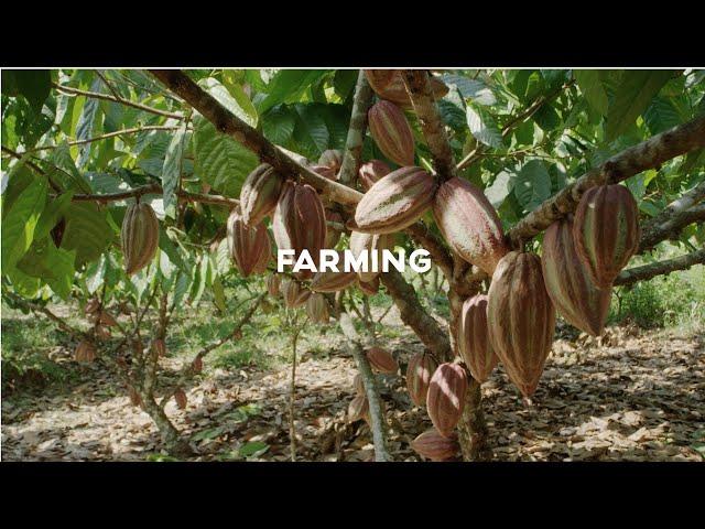 Cacao farming