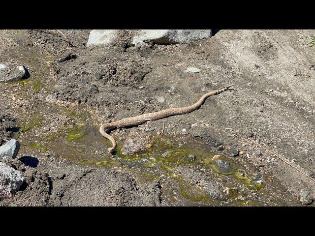 SO MANY RATTLESNAKES!! | Thru Hiking The Arizona Trail! | Day 15