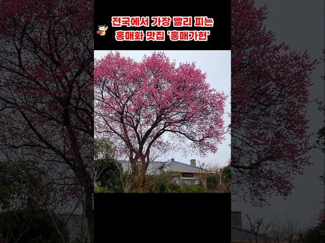 홍매화가 아름다운 순천 개방정원 紅梅佳軒 #홍매가헌 #순천 #탐매마을 #홍매화 #힐링 #감사 #꽃물 #김용빈