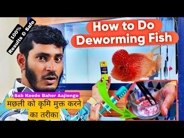 How to Deworm Flowerhorn fish? How to treat internal Parasite |Kamfa | Flowerhorn| Arowana | Turtles