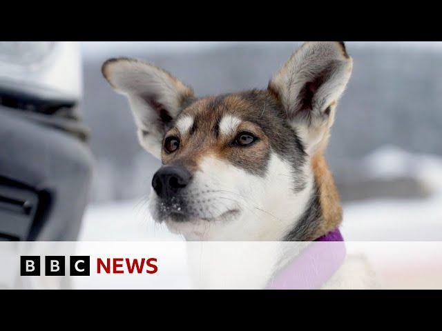 Canada’s 450-mile dog race through its frozen north - BBC News