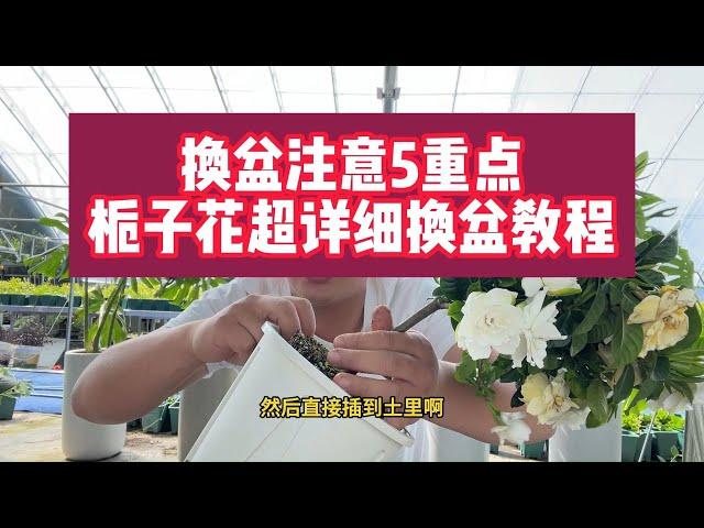千萬別直接換盆！梔子花5步救命換土法，葉片油綠猛冒新芽！【禪藝綠植工作室】
