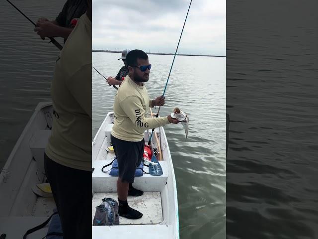 Wait! They cheating with gulp shrimp! #fishing #texascoast #speckledtrout #gulp #cheating