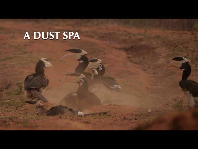 Dirty Dancing: Malabar Pied Hornbills and their Winter Dust Spa