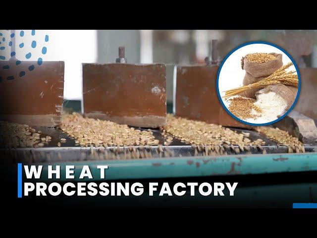 Wheat Flour Mill Plant | How Wheat is Process Inside the Factory | Wheat Processing Line