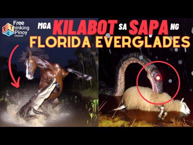 BUWAYA UMAWAY SA SAWA | Florida Everglade Wildlife