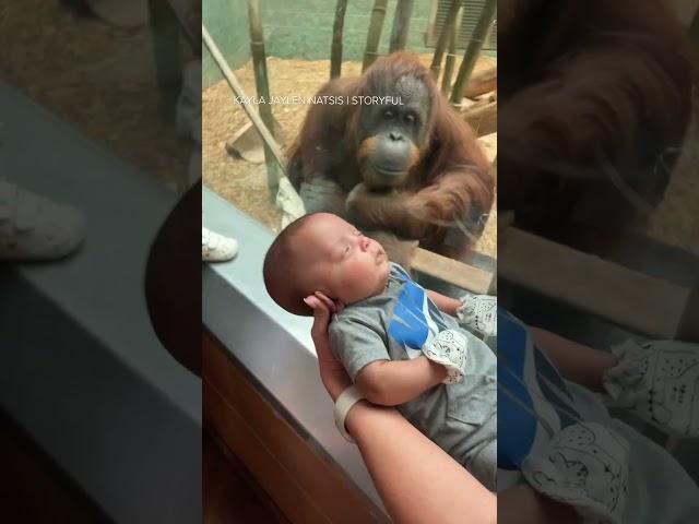 Curious orangutan taps glass, inspects baby at Louisville Zoo