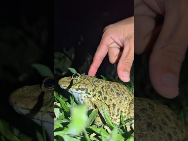 Frogs are ridiculously sensitive | Frogs jump with a funny sound | TEP LONGHENG FUNNY